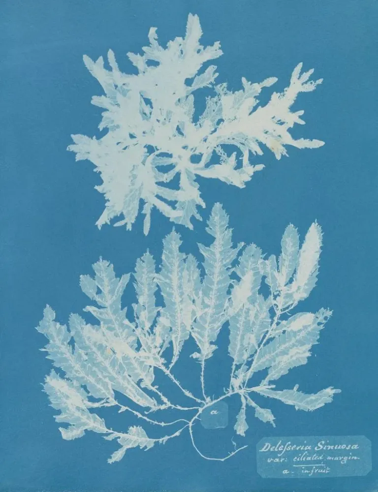 Gemälde Delesseria sinuosa marge ciliée du fruit - Anna Atkins