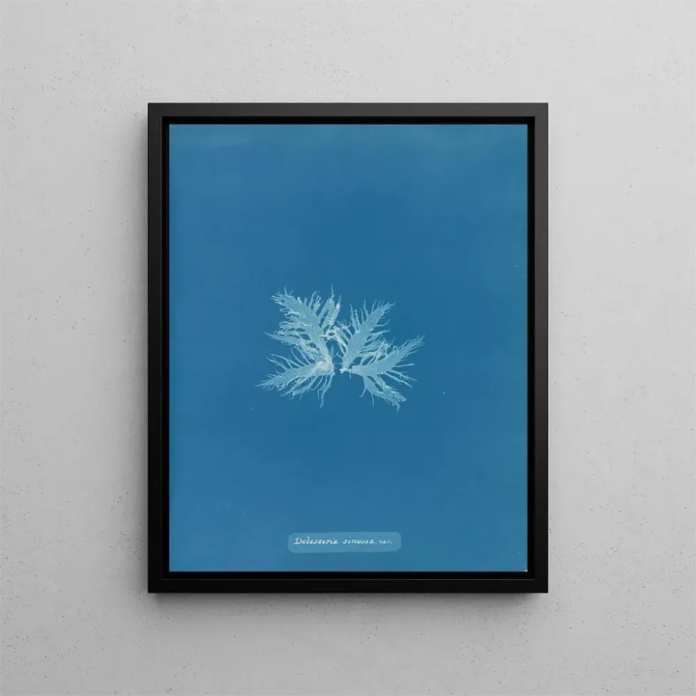 Gemälde Delesseria sinuosa var. - Anna Atkins | Kunstdruck