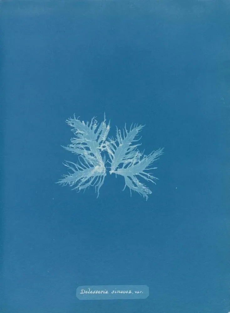 Gemälde Delesseria sinuosa var. - Anna Atkins | Kunstdruck