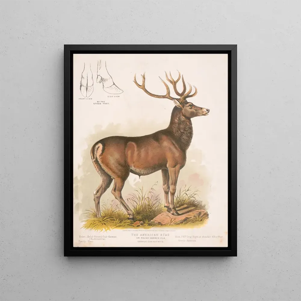 Gemälde Der amerikanische Elch - Louis Prang Co | Kunstdruck