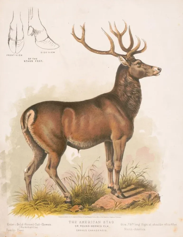 Gemälde Der amerikanische Elch - Louis Prang Co | Kunstdruck