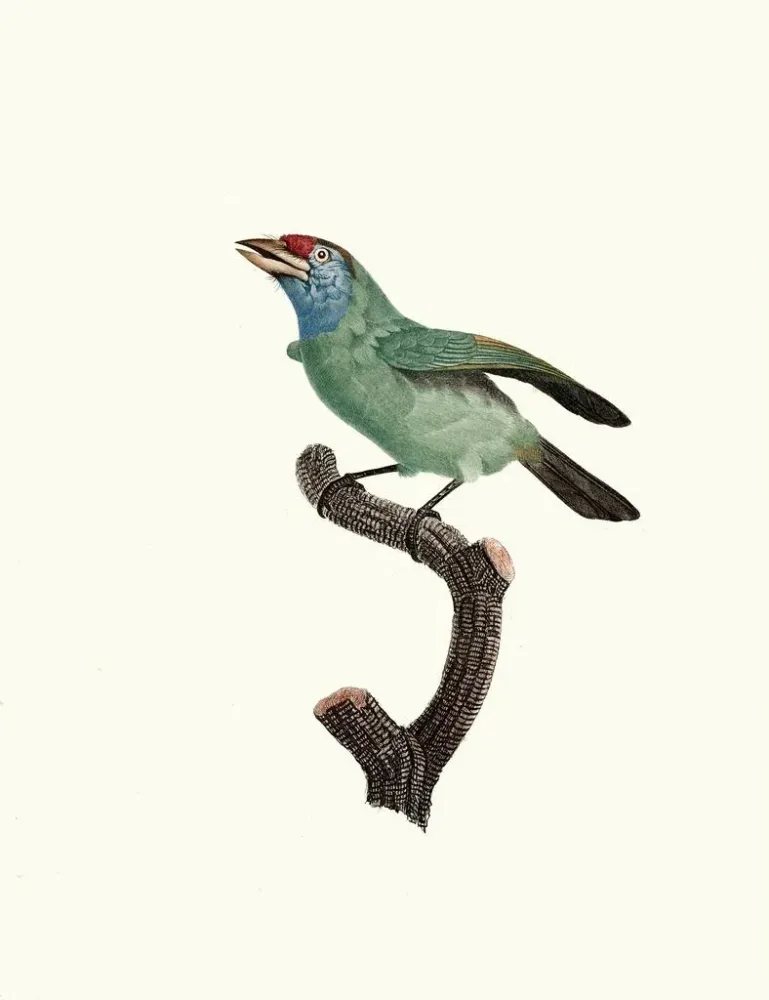 Gemälde Der Bartvogel Weibchen - Jacques Barraband | Kunstdruck