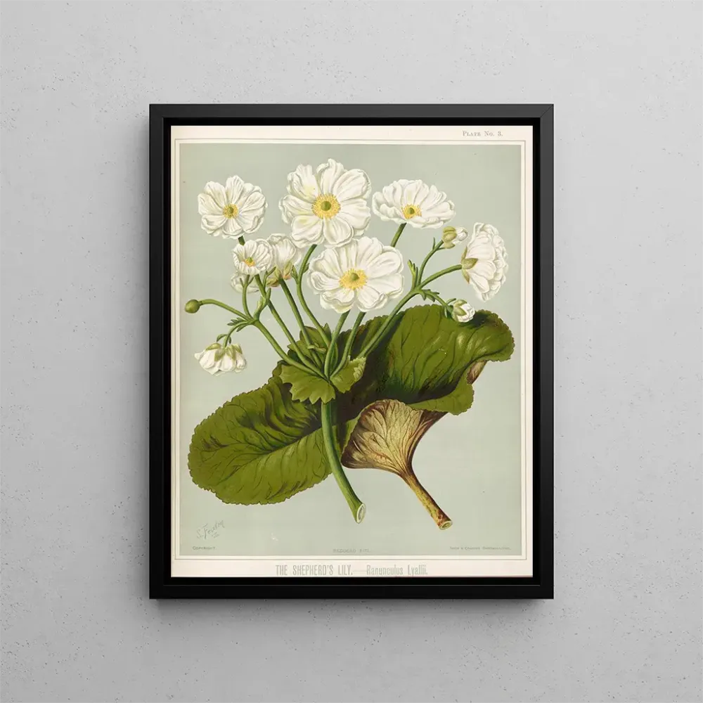 Gemälde Der Löwenzahn der Hirten Ranunculus lyallii, Platte 3 - Sarah Featon | Kunstdruck