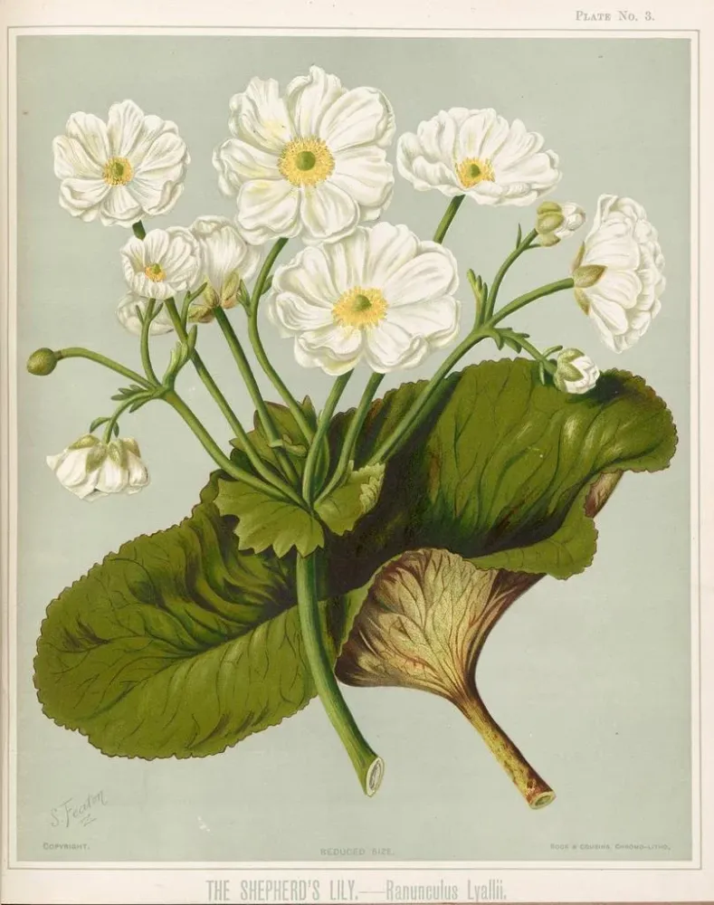 Gemälde Der Löwenzahn der Hirten Ranunculus lyallii, Platte 3 - Sarah Featon | Kunstdruck
