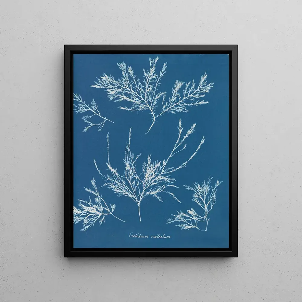 Gemälde Der Raureif auf der Nase - Anna Atkins