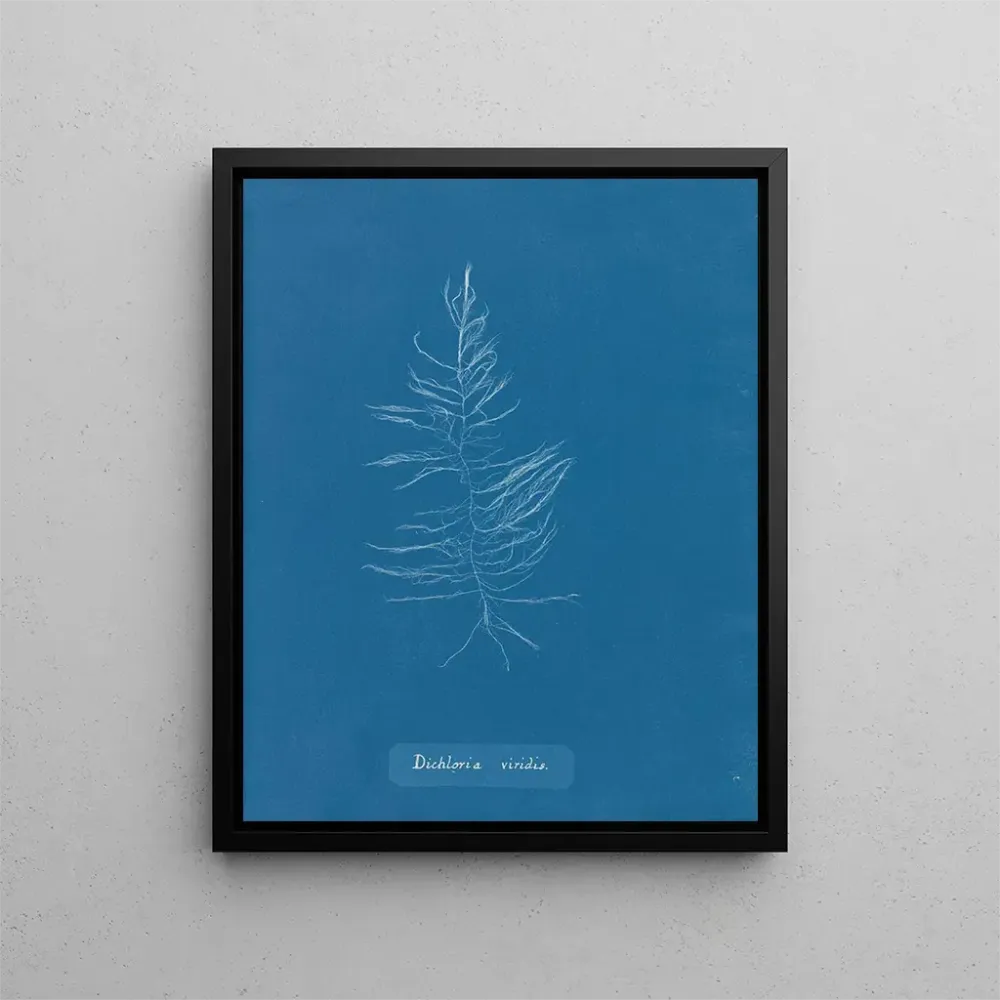 Gemälde Dichloria viridis - Anna Atkins | Kunstdruck