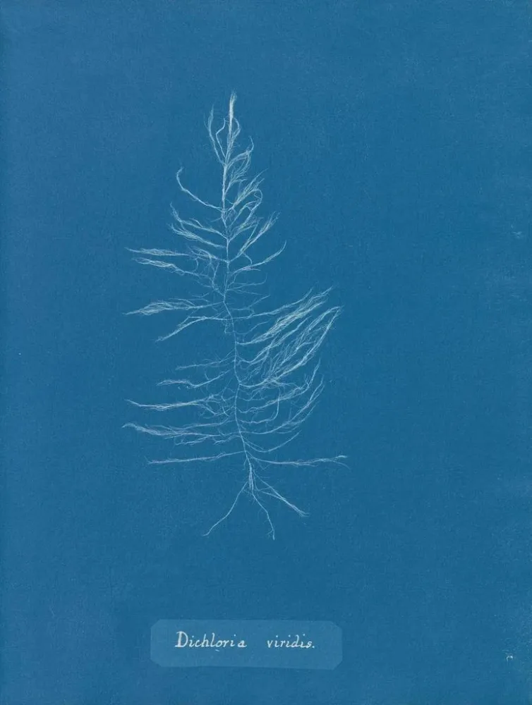 Gemälde Dichloria viridis - Anna Atkins | Kunstdruck