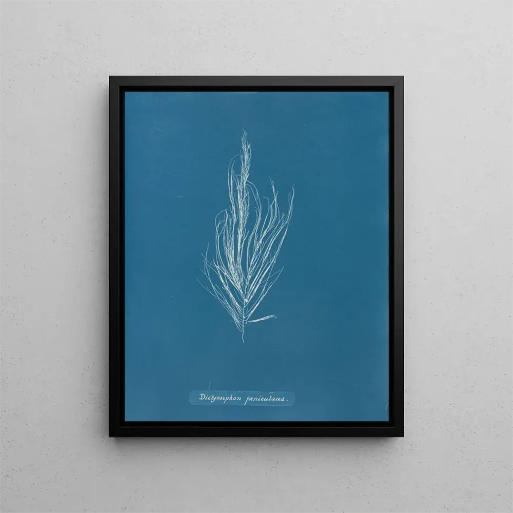 Gemälde Dictyosiphon foeniculacea - Anna Atkins | Kunstdruck