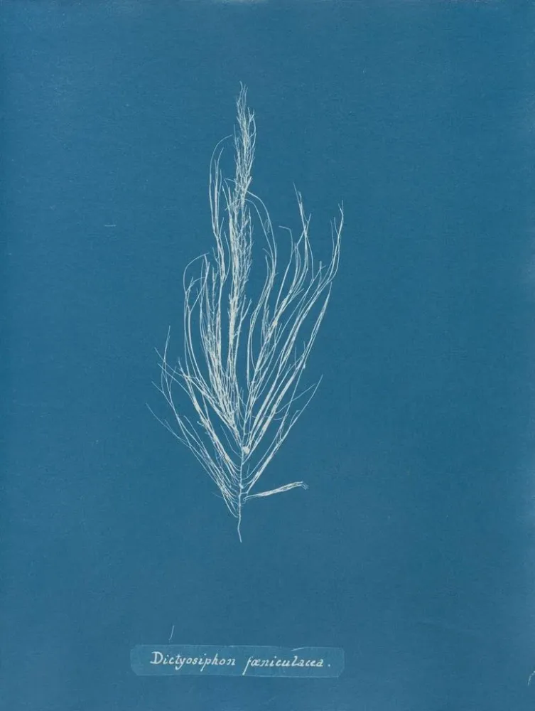 Gemälde Dictyosiphon foeniculacea - Anna Atkins | Kunstdruck