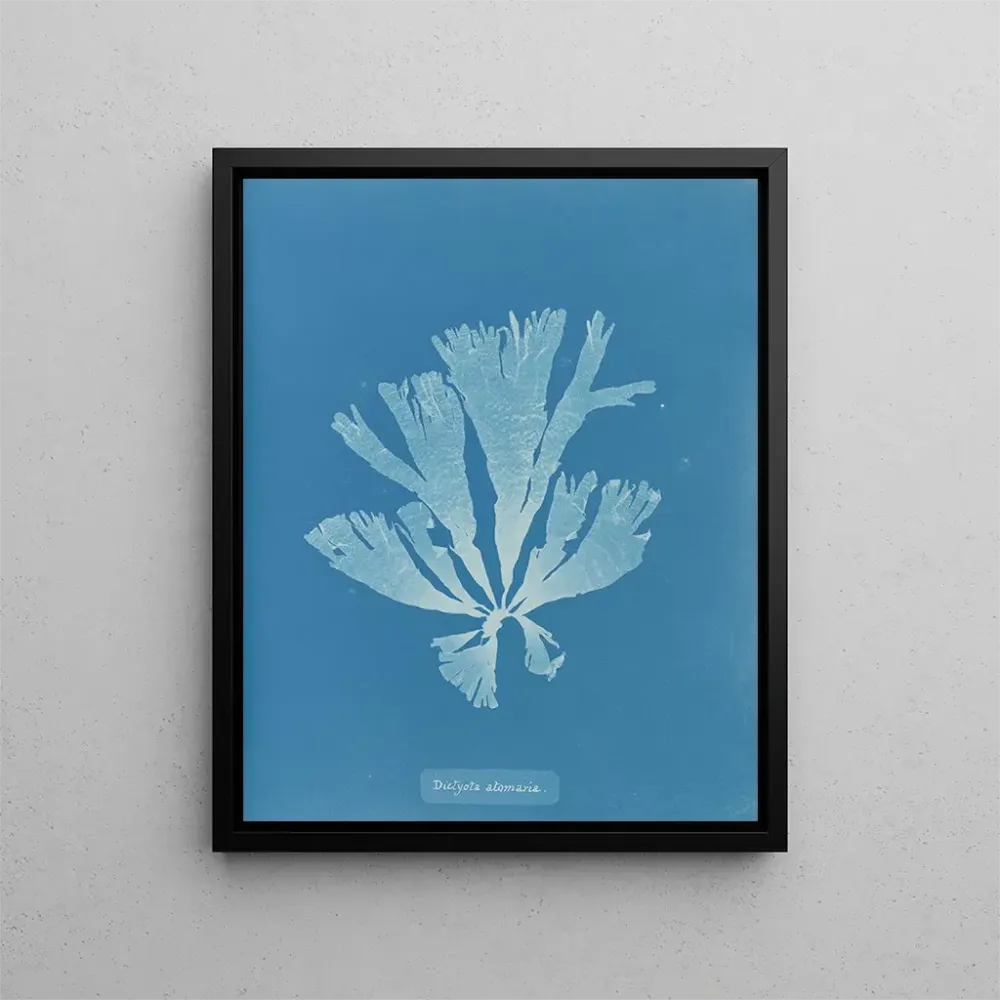 Gemälde Dictyota atomaria - Anna Atkins | Kunstdruck