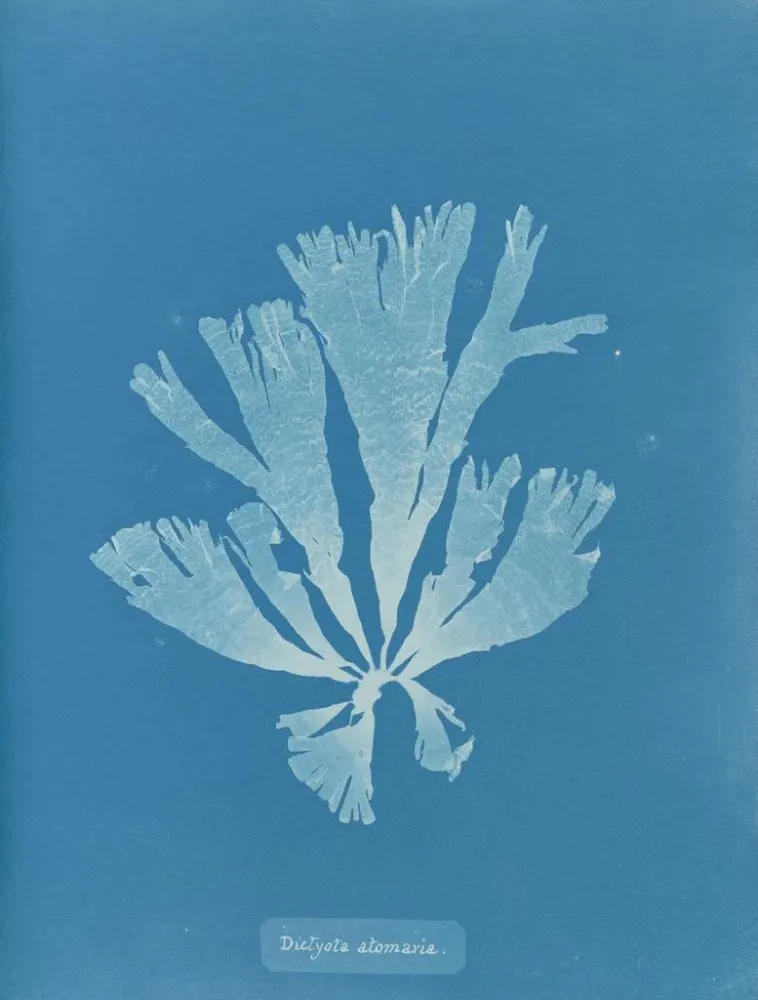 Gemälde Dictyota atomaria - Anna Atkins | Kunstdruck