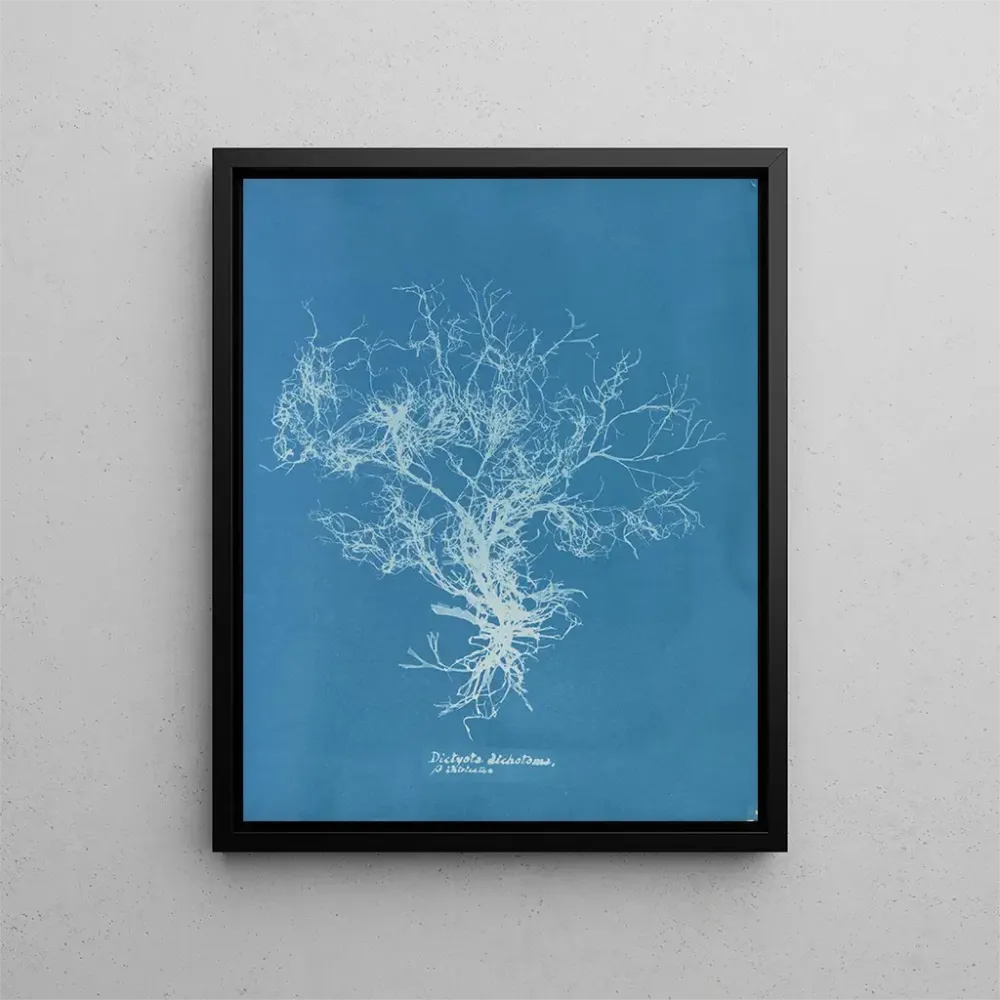 Gemälde Dictyota dichotoma - Anna Atkins | Kunstdruck