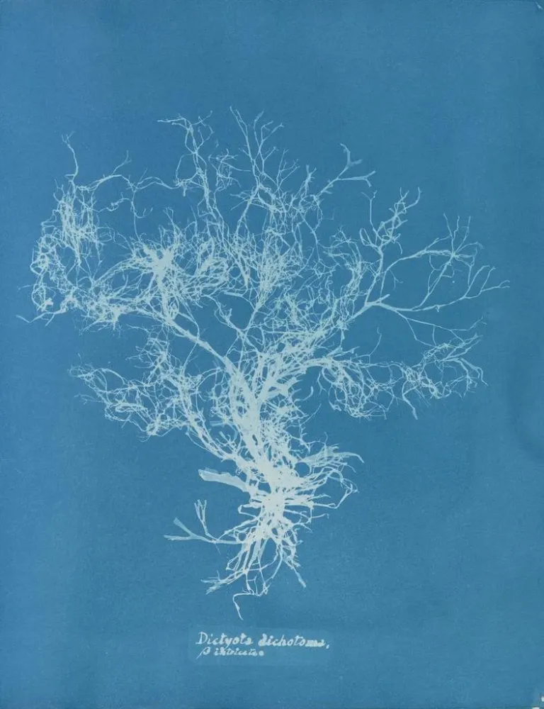 Gemälde Dictyota dichotoma - Anna Atkins | Kunstdruck