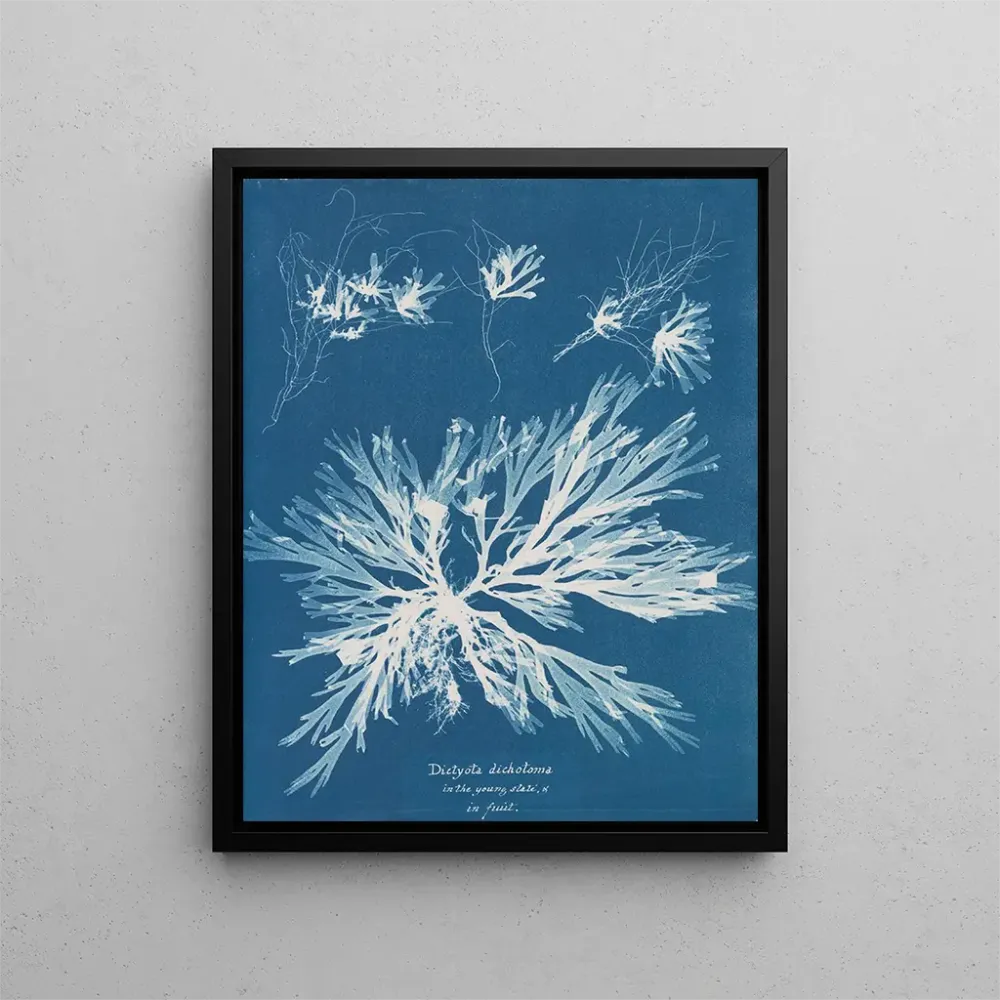 Gemälde Dictyota dichotoma im jungen und fruchtbaren Zustand - Anna Atkins | Kunstdruck