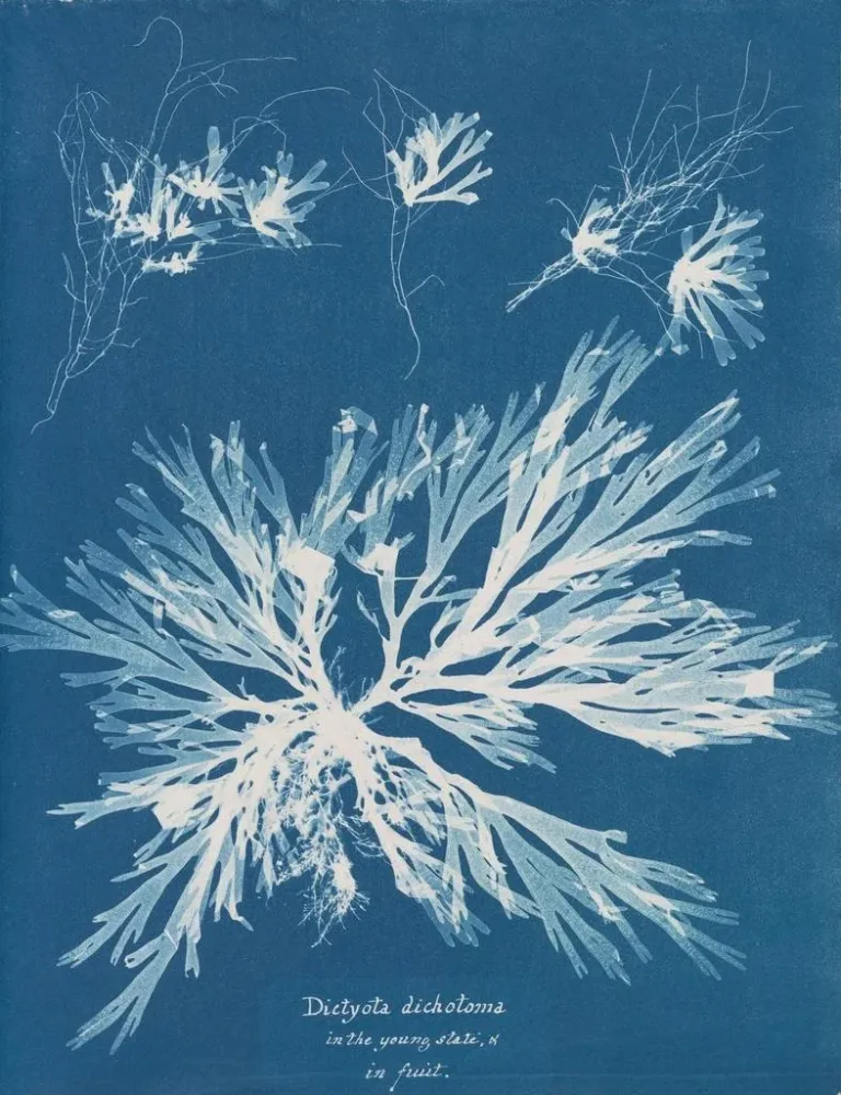 Gemälde Dictyota dichotoma im jungen und fruchtbaren Zustand - Anna Atkins | Kunstdruck