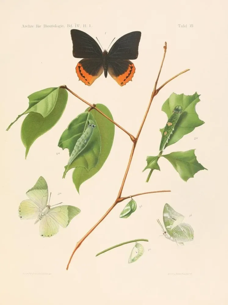 Gemälde Die Charaxididae und die Apaturidae der Kolonie Kamerun pl 3 - Arnold Schultze | Kunstdruck