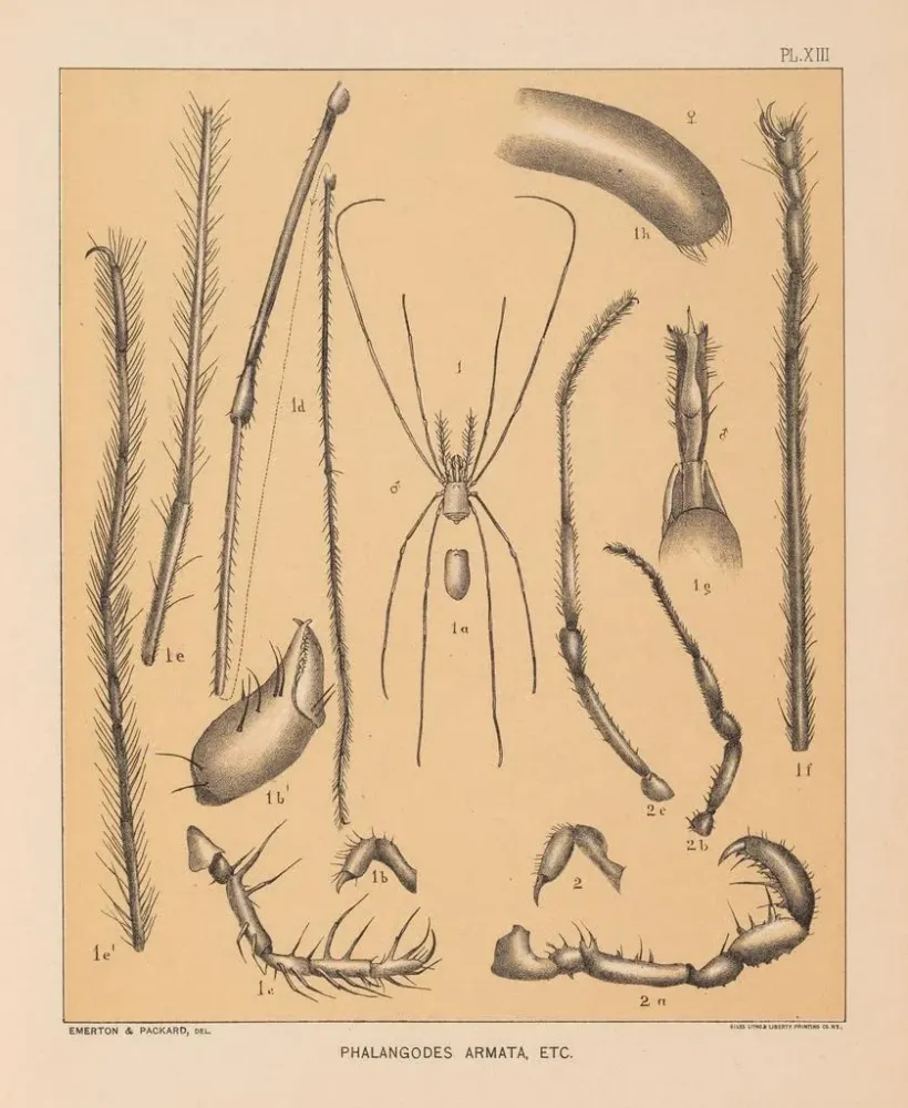 Gemälde Die Fauna der Höhlen Nordamerikas Pl 13 - Alpheus Spring Packard