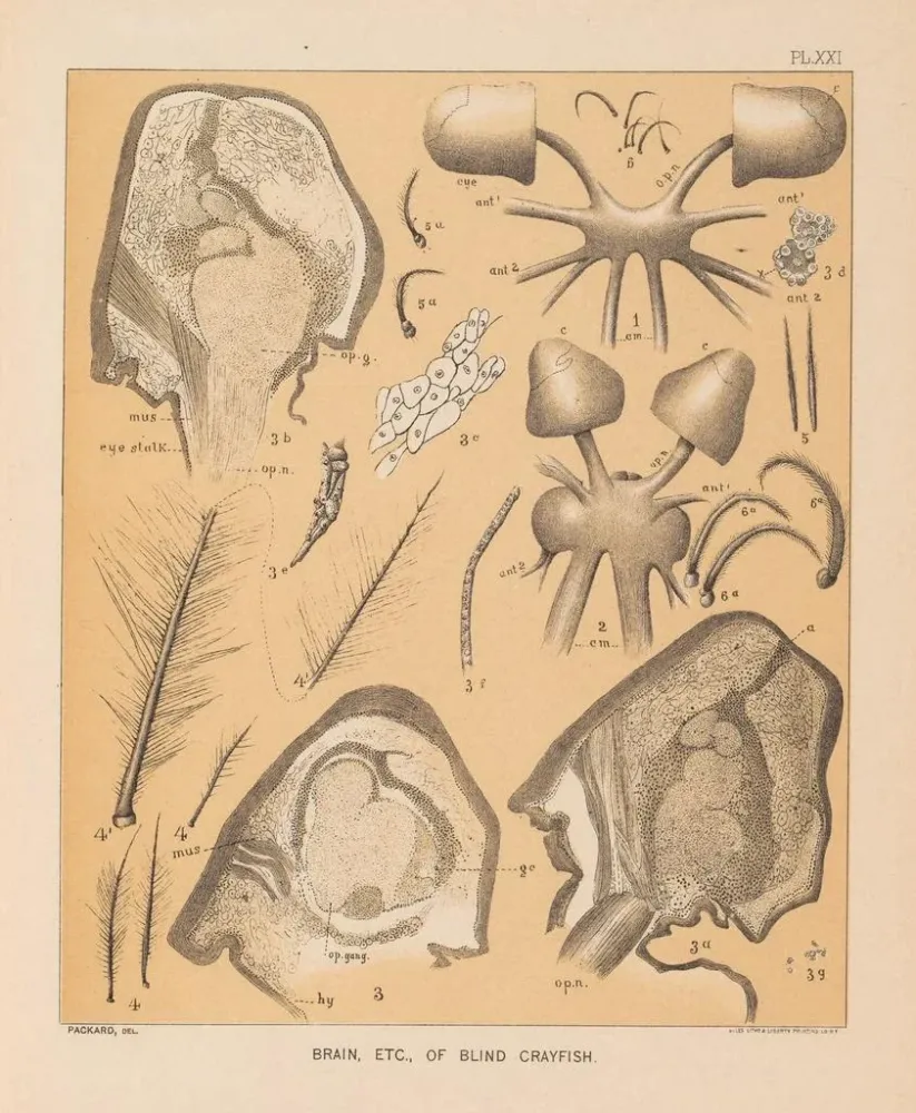 Gemälde Die Fauna der Höhlen Nordamerikas Pl 21 - Alpheus Spring Packard
