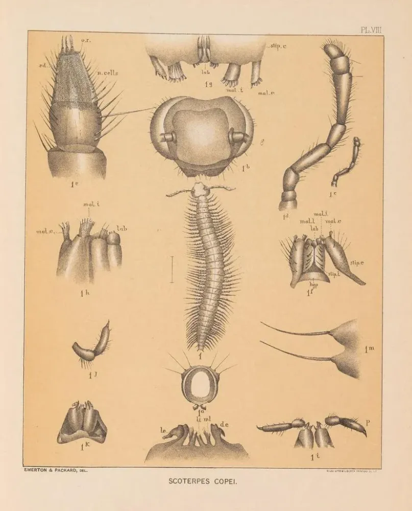 Gemälde Die Fauna der Höhlen Nordamerikas Pl 08 - Alpheus Spring Packard