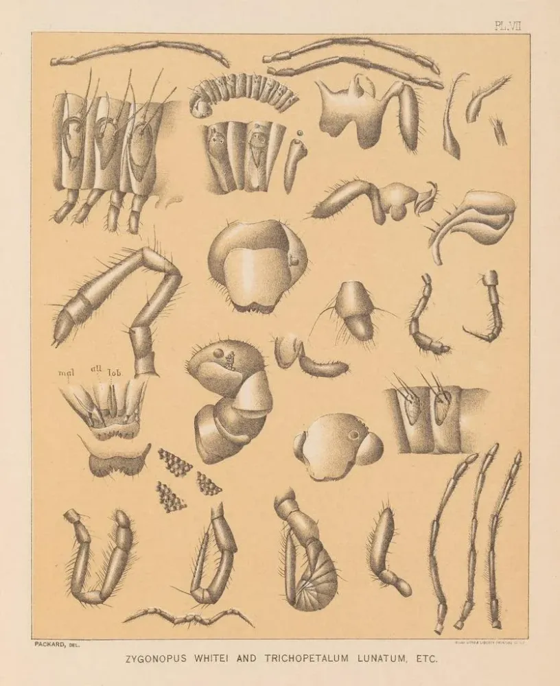 Gemälde Die Fauna der Höhlen Nordamerikas Pl 07 - Alpheus Spring Packard