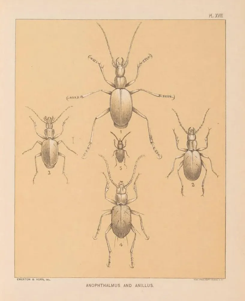 Gemälde Die Fauna der Höhlen Nordamerikas Pl 18 - Alpheus Spring Packard