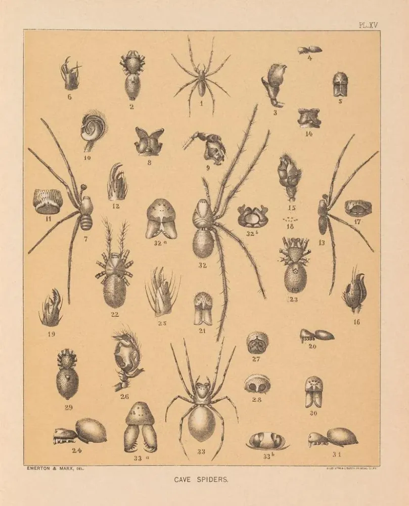 Gemälde Die Fauna der Höhlen Nordamerikas Pl 15 - Alpheus Spring Packard