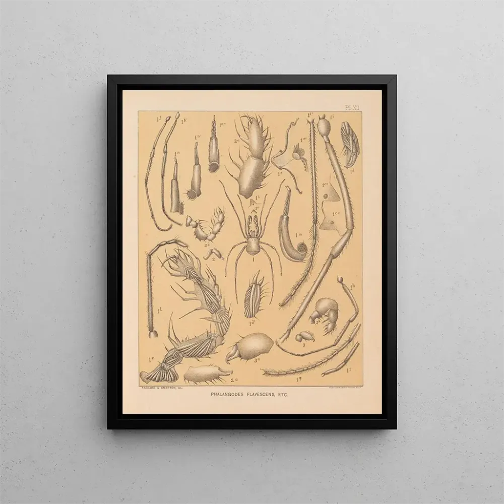 Gemälde Die Fauna der Höhlen Nordamerikas Pl 12 - Alpheus Spring Packard