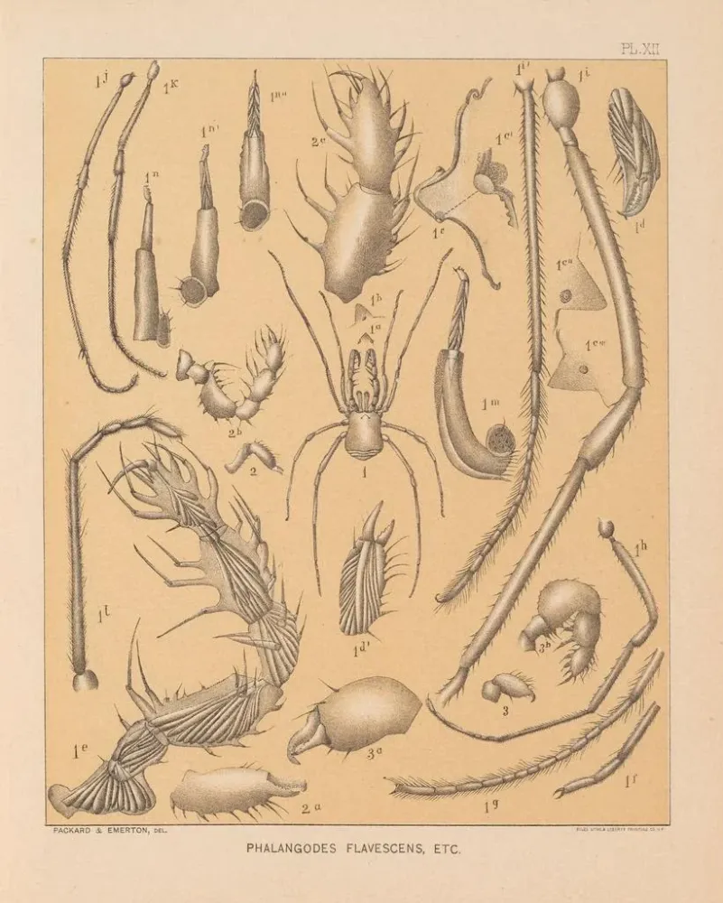 Gemälde Die Fauna der Höhlen Nordamerikas Pl 12 - Alpheus Spring Packard