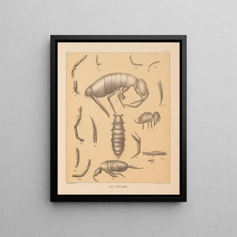Gemälde Die Fauna der Höhlen Nordamerikas Pl 16 - Alpheus Spring Packard