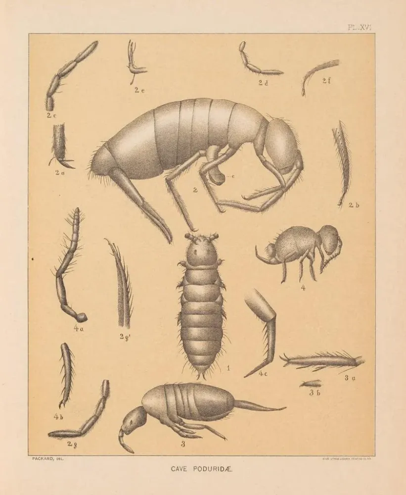 Gemälde Die Fauna der Höhlen Nordamerikas Pl 16 - Alpheus Spring Packard