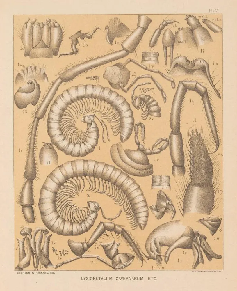 Gemälde Die Fauna der Höhlen Nordamerikas Pl 06 - Alpheus Spring Packard