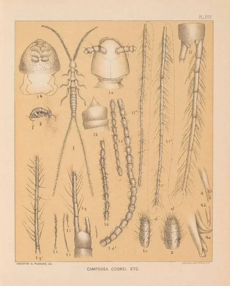 Gemälde Die Fauna der Höhlen Nordamerikas Pl 17 - Alpheus Spring Packard