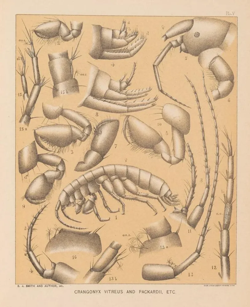 Gemälde Die Fauna der Höhlen Nordamerikas Pl 05 - Alpheus Spring Packard