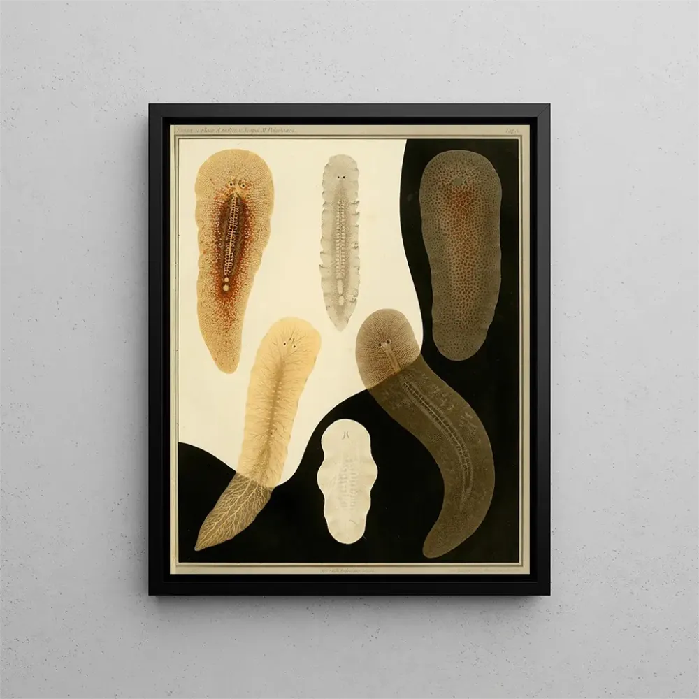 Gemälde Die Polycladen des Golfs von Neapel und der angrenzenden Meereszonen, pl. 3 - Arnold Lang | Kunstdruck