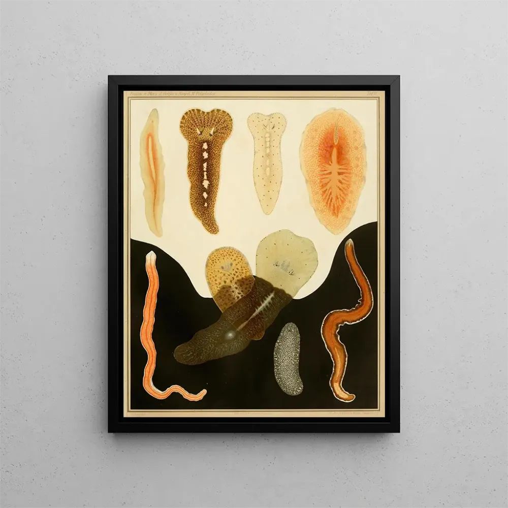 Gemälde Die Polycladen des Golfs von Neapel und der angrenzenden Meereszonen, pl. 2 - Arnold Lang | Kunstdruck