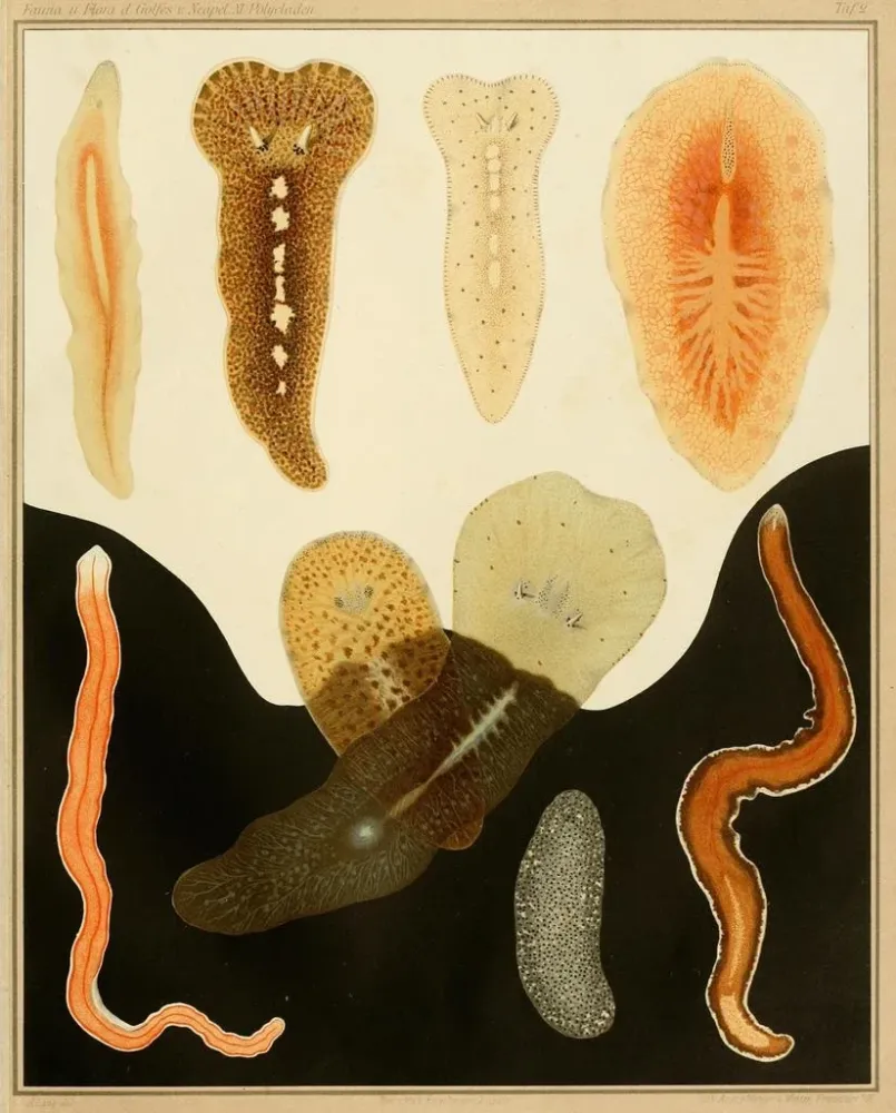 Gemälde Die Polycladen des Golfs von Neapel und der angrenzenden Meereszonen, pl. 2 - Arnold Lang | Kunstdruck
