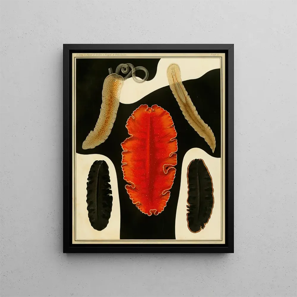 Gemälde Die Polycladen des Golfs von Neapel und der angrenzenden Meereszonen, pl. 5 - Arnold Lang | Kunstdruck