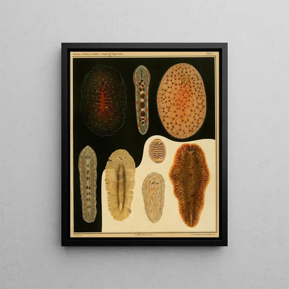 Gemälde Die Polycladen des Golfs von Neapel und der angrenzenden Meereszonen, Tafel 1 - Arnold Lang | Kunstdruck