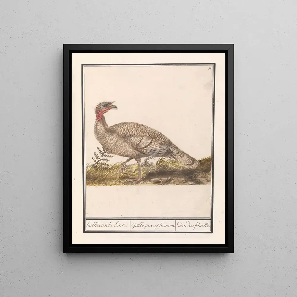 Gemälde Dinde Meleagris gallopavo - Anselmus Botius de Boodt | Kunstdruck