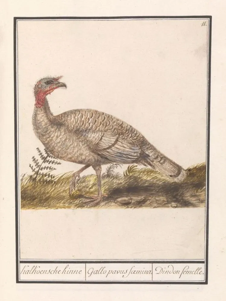 Gemälde Dinde Meleagris gallopavo - Anselmus Botius de Boodt | Kunstdruck