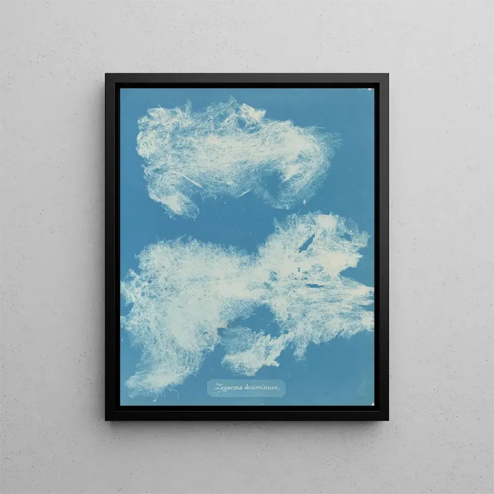 Gemälde Dîmes de Zygnema - Anna Atkins | Kunstdruck