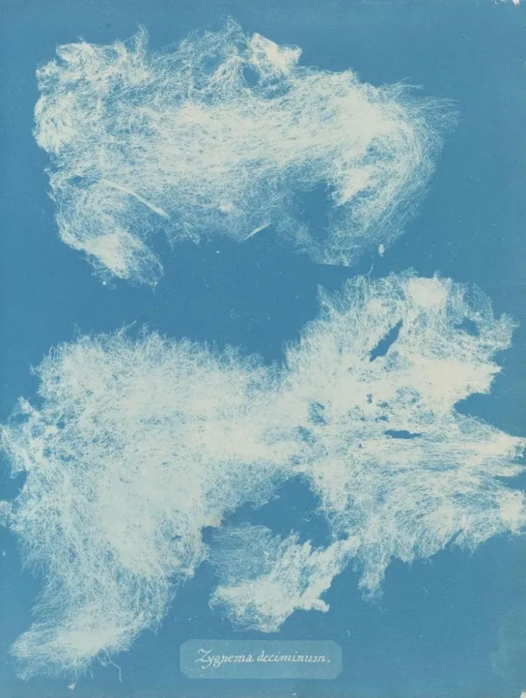 Gemälde Dîmes de Zygnema - Anna Atkins | Kunstdruck