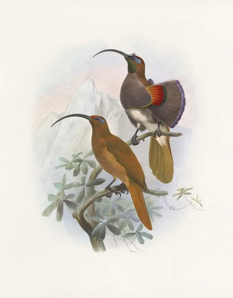 Gemälde Drepanornis Albertis - Daniel Giraud Elliot