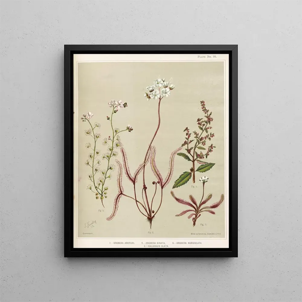 Gemälde 1 Drosera arcturi 2 Drosera binata 3 Drosera auriculata 4 Halaragis altata - Sarah Featon | Kunstdruck