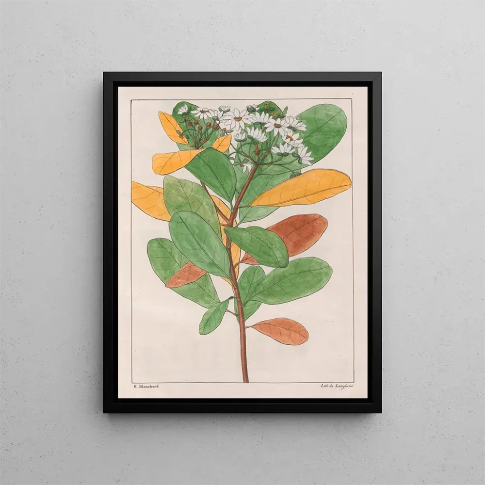 Gemälde Drymys granatensis V. campestris - Auguste de Saint-Hilaire | Kunstdruck