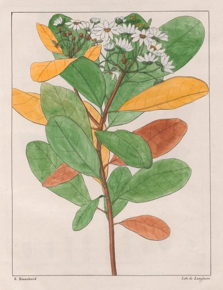 Gemälde Drymys granatensis V. campestris - Auguste de Saint-Hilaire | Kunstdruck