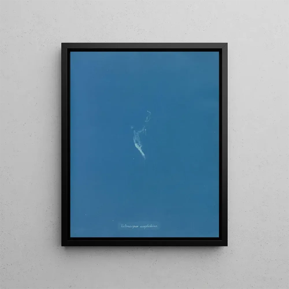 Gemälde Ectocarpus amphibius - Anna Atkins | Kunstdruck