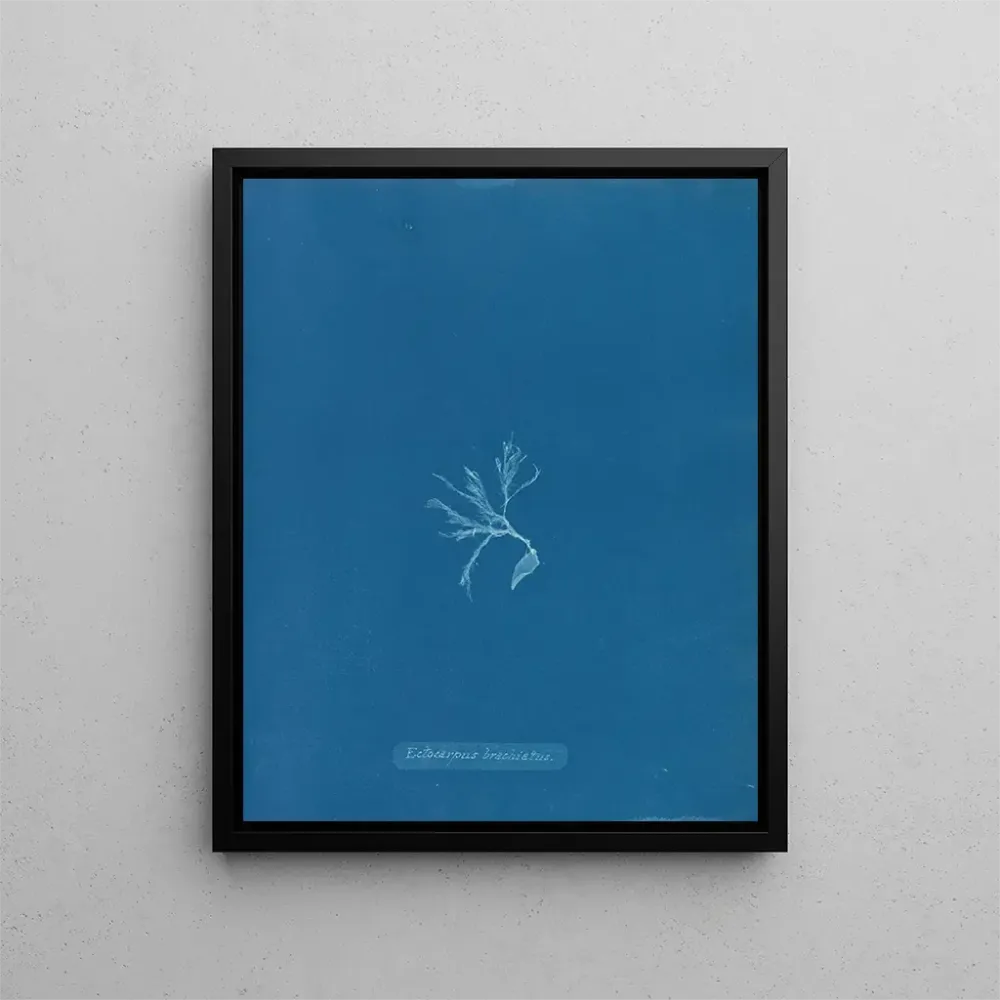 Gemälde Ectocarpus brachiatus - Anna Atkins | Kunstdruck