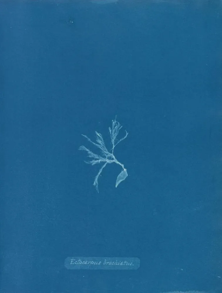 Gemälde Ectocarpus brachiatus - Anna Atkins | Kunstdruck