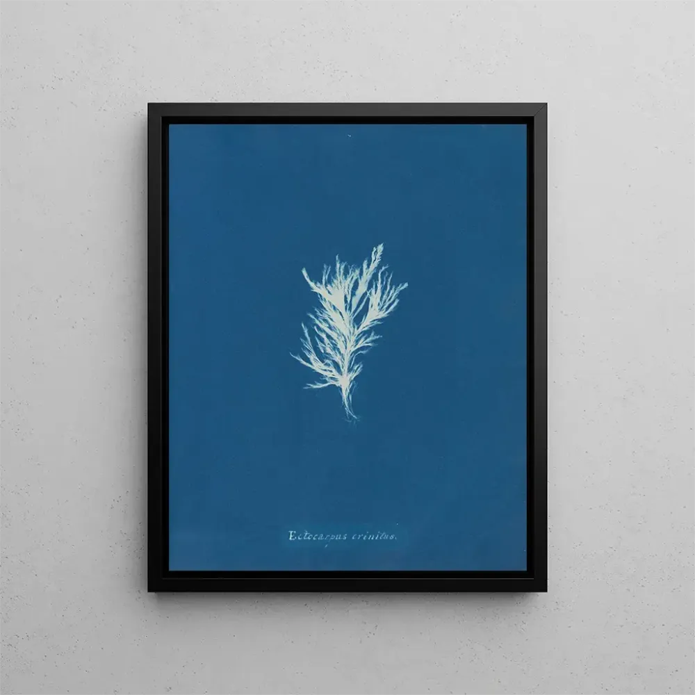 Gemälde Ectocarpus crinitus - Anna Atkins | Kunstdruck